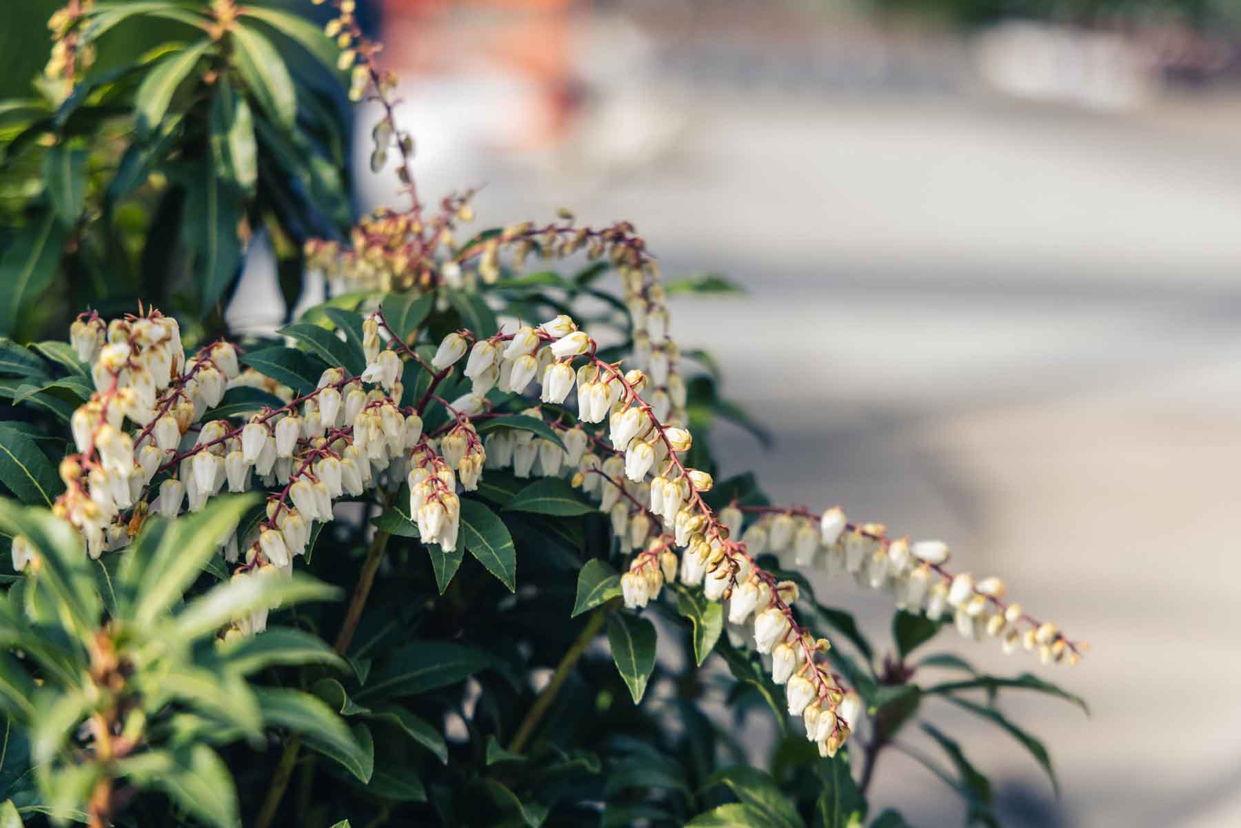 Andromeda 'Mountain Fire', Japanese Pieris 3 Gallon