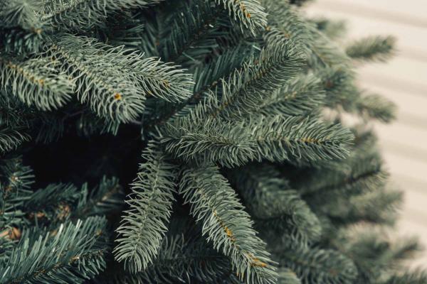 Premium Blue Noble Fir Tree 7.5' Unlit