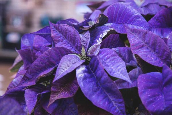 Poinsettia 'Fantasy Purple' 10 Inch