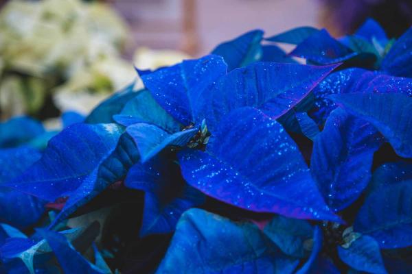 Poinsettia 'Fantasy Blue' 7.5 Inch