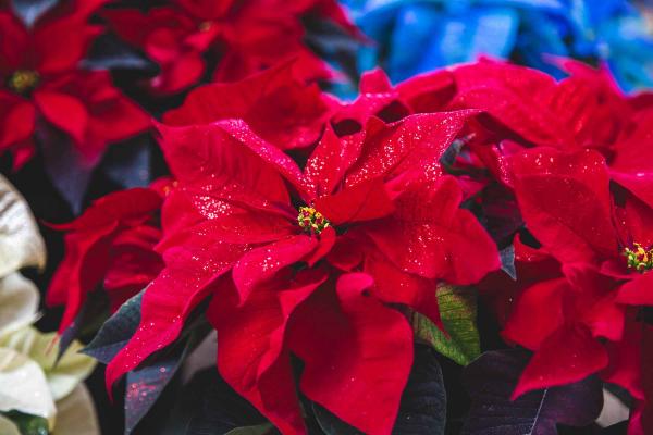 Poinsettia 'Fantasy Sparkle Red' 8.5 Inch