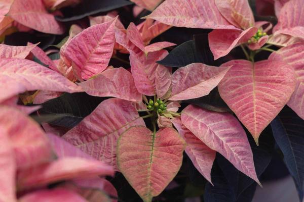 Poinsettia 'Viking Cinnamon' 6.5 Inch