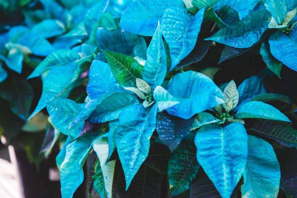 Poinsettia 'Fantasy Turquoise' 8.5 Inch