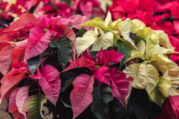 Poinsettia 'Pink & White Combo' 8.5 Inch