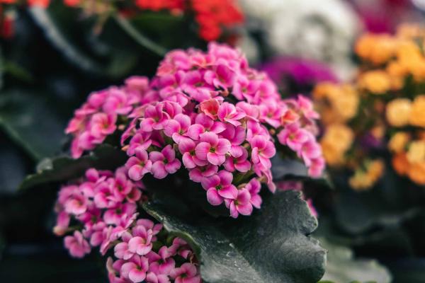 Assorted Kalanchoe 4.5"