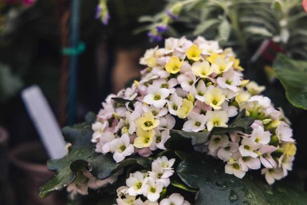 Kalanchoe Combo 6"