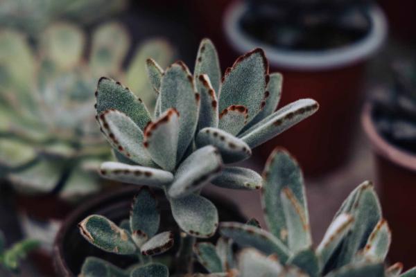 Assorted Kalanchoe 3"