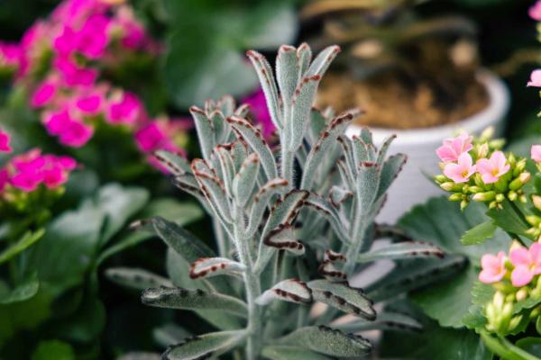 Kalanchoe tomentosa 'Hairy Harry' 4"