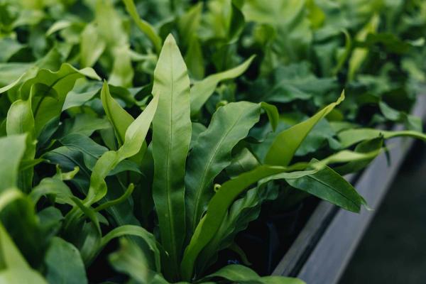 Bird's Nest Fern 4"