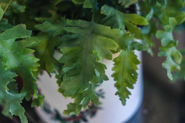 Blue Star Fern 6"