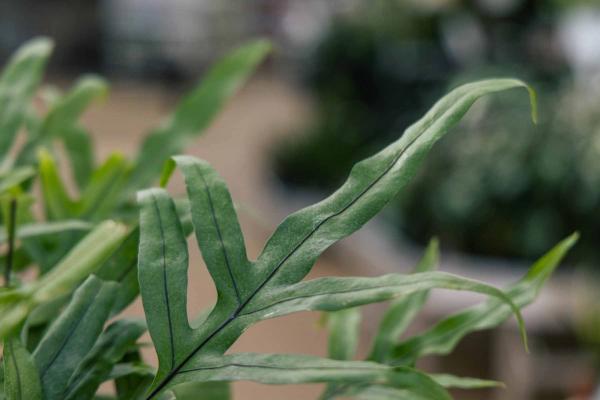 Kangaroo Paw Fern 4"