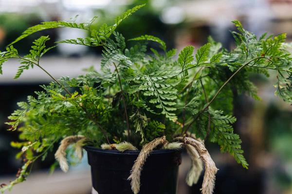 Rabbits Foot Fern 6"