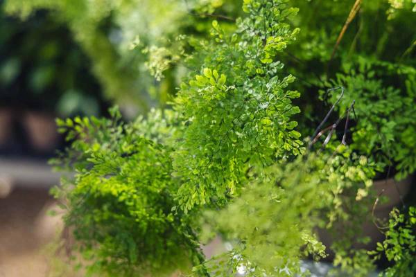 Maidenhair Fern 6"