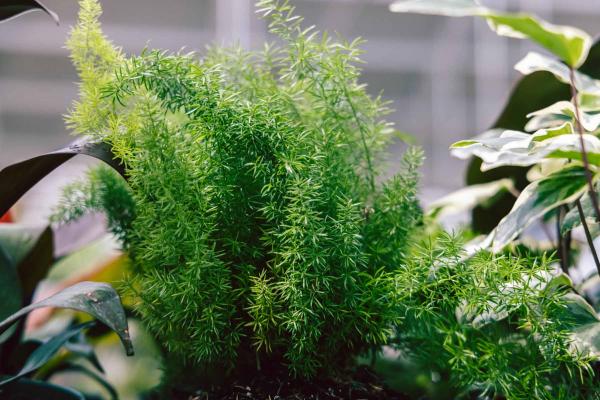 Foxtail Asparagus Fern 'Myersii' 6"