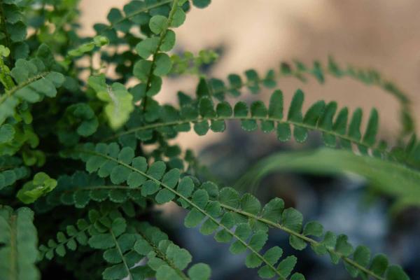 Lemon Button Fern 4"