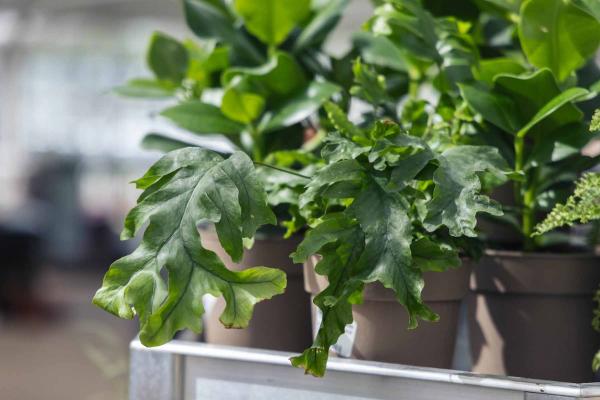 Fern 'Nicholas Diamond' 8" Hanging Basket