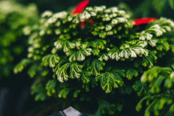 Frosty Fern Selaginella 3"