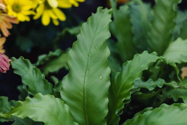 Birds Nest Fern 'Crispy Wave' 4"