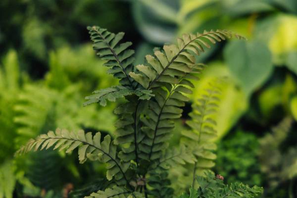Maidenhair Fern Bronze Venus 4"