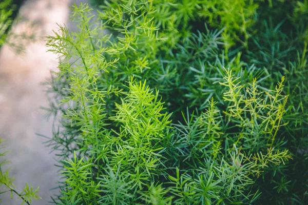 Asparagus Fern, Plumosa Fern 6"