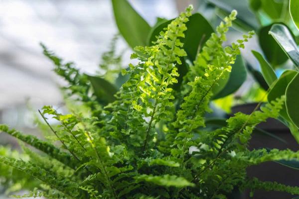 Boston Fern 'Fluffy Ruffles' 4"