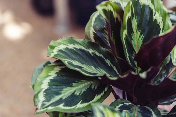 Calathea 'Medallion' 6"