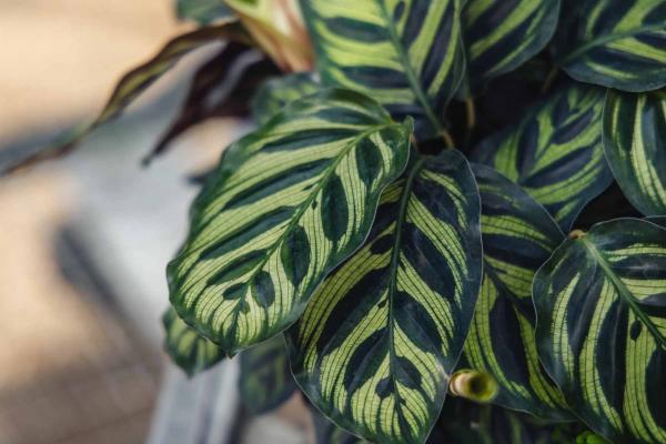 Calathea makoyana 'Peacock Plant' 6"