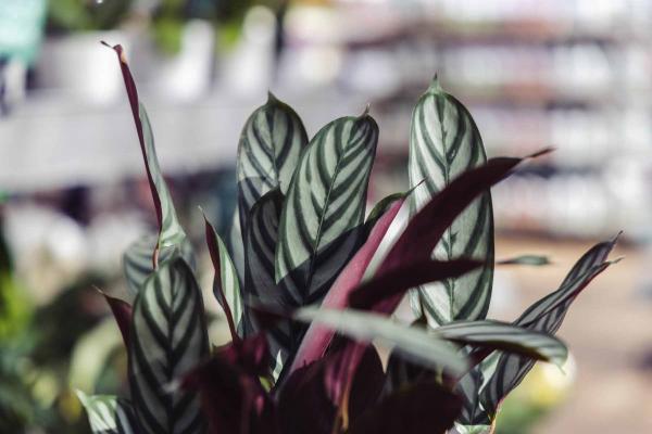 Calathea setosa 'Compact Star' 6"