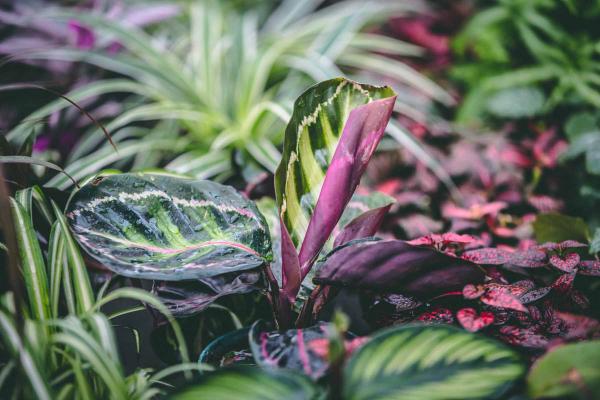 Calathea 'Illustris' 4"