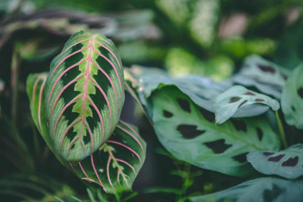 Assorted Prayer Plant 6"