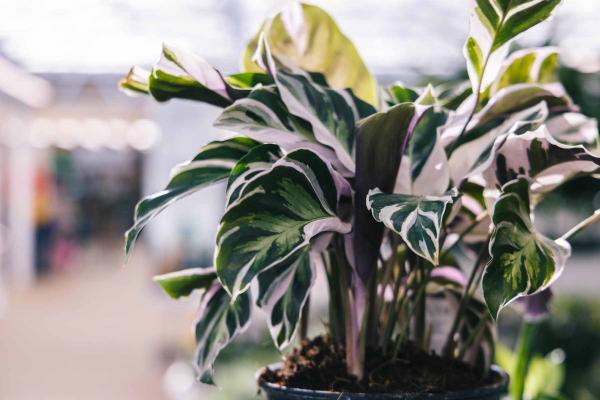 Calathea 'White Fusion' 6"