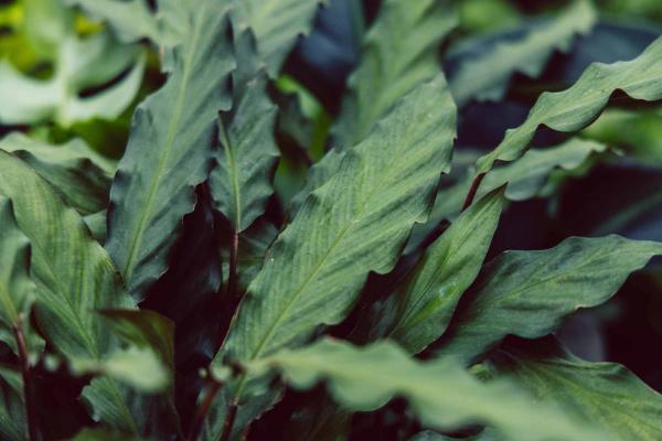 Calathea 'Rufibarba' 6"