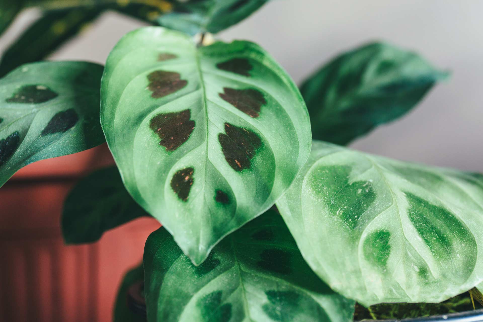 Prayer Plant 'Green' 4"