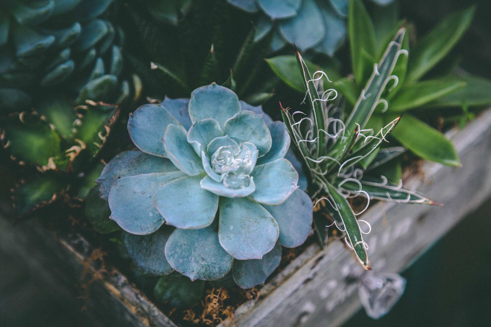 Succulents & Cactus