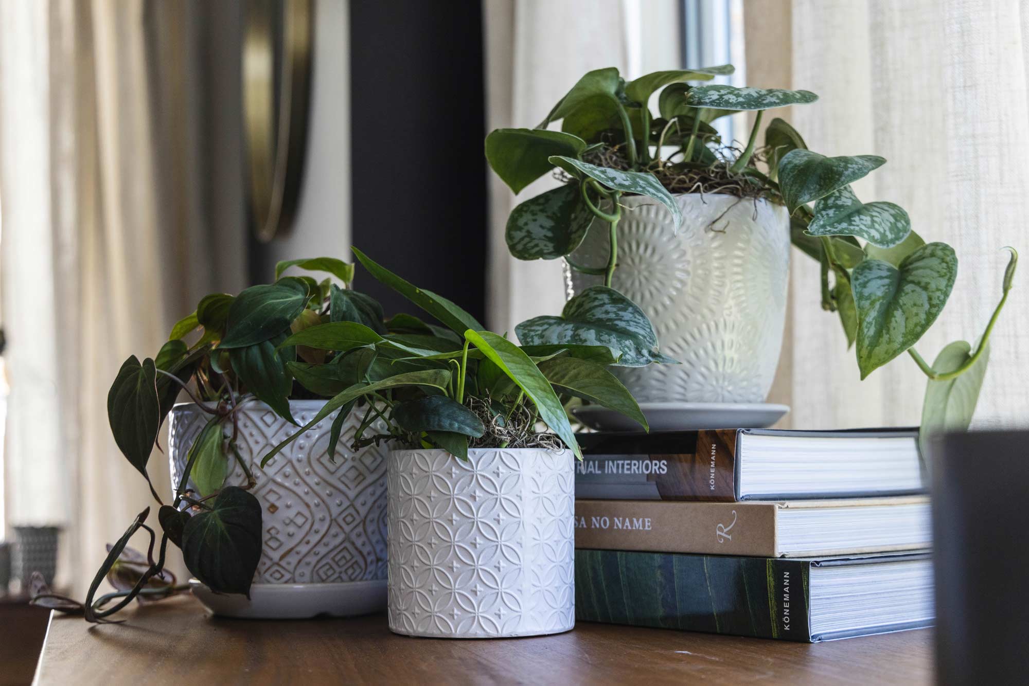 Indoor Plants & Pottery