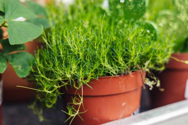 Decorated Irish Moss 4"