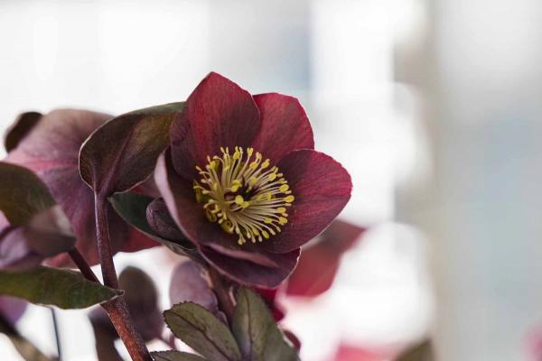 Lenten Rose HGC&reg; Ice N' Roses&reg; Nightingale 1 Gallon