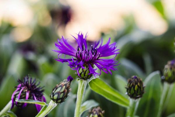 Perennial Bachelor's Button 'Amethyst Dream' 1 Gallon