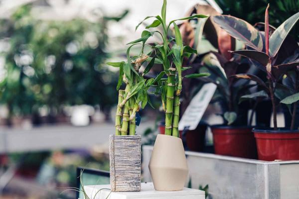 Lucky Bamboo Garden 4"