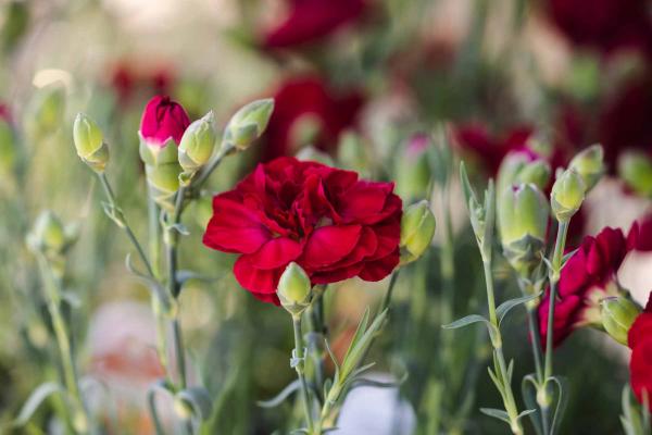 Dianthus Scent First&reg; 'Passion' 1 Gallon