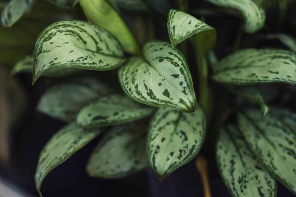 Chinese Evergreen Assorted Exotic 10"