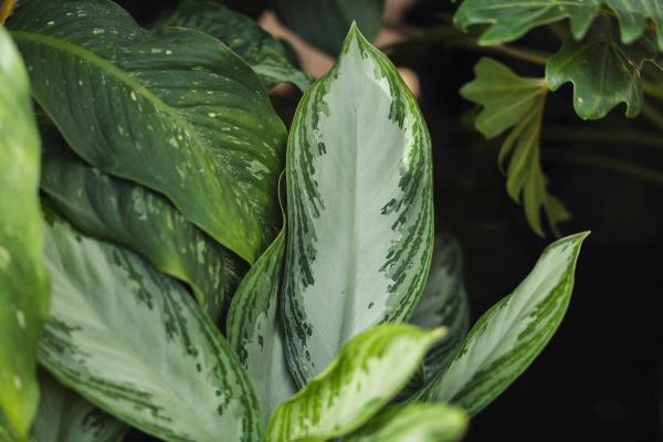 Chinese Evergreen Assorted Premium 8"