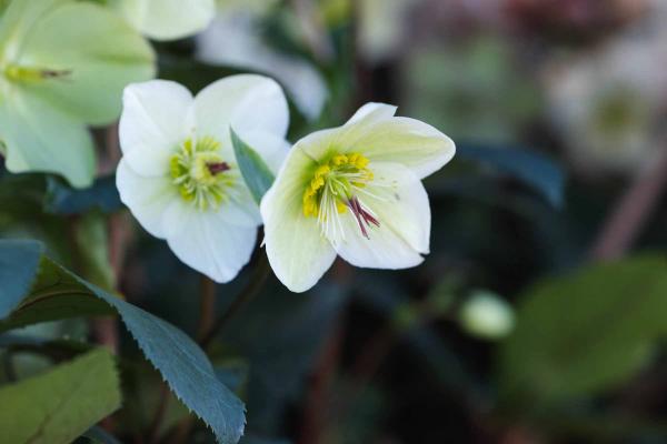 Lenten Rose Honeymoon&reg; New York Night 1 Gallon