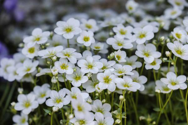 Mossy Saxifrage 'Scenic White' 1 Gallon