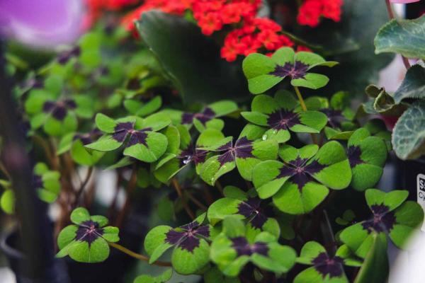 Oxalis 'Iron Cross' 4"