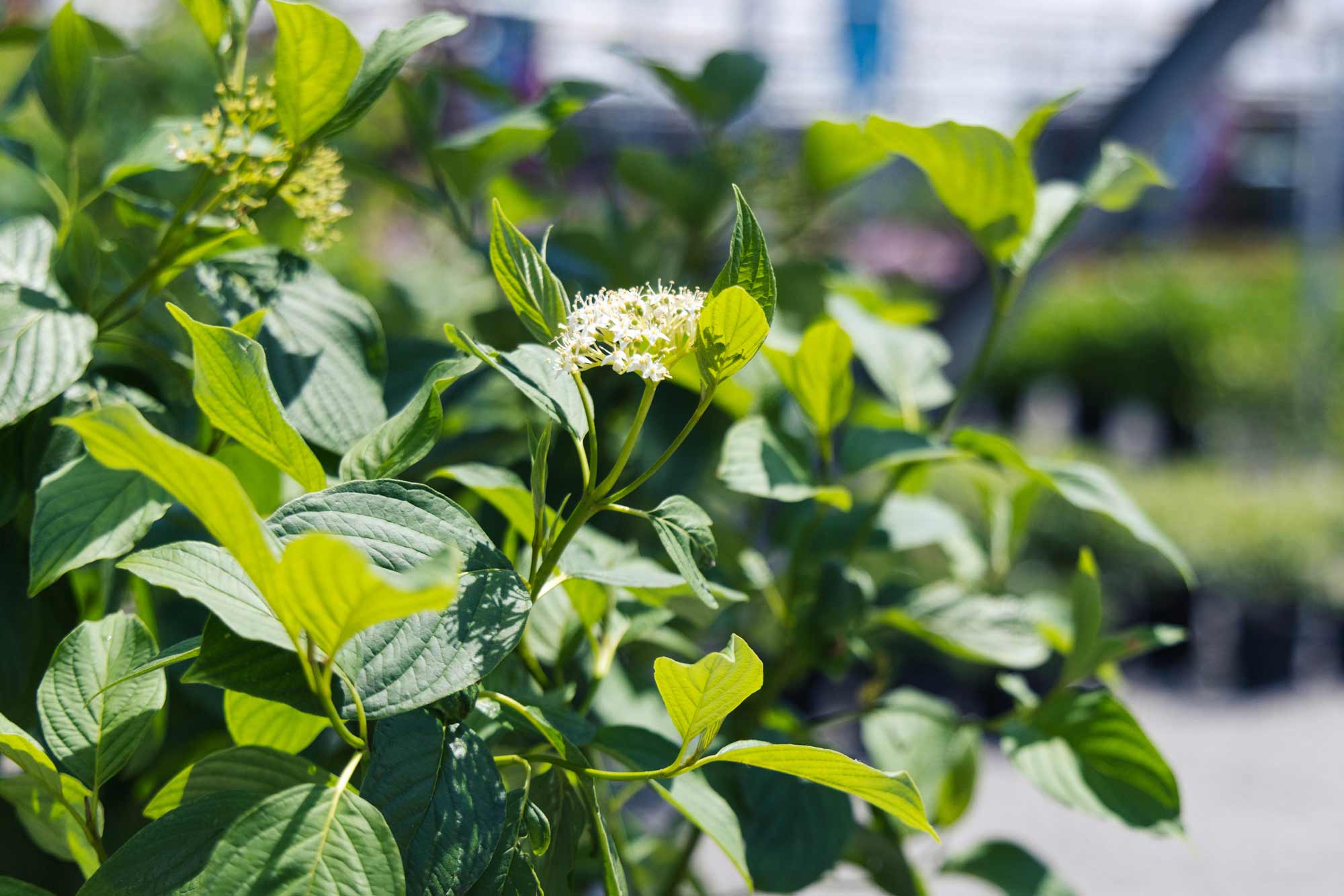 Dogwood Shrubs