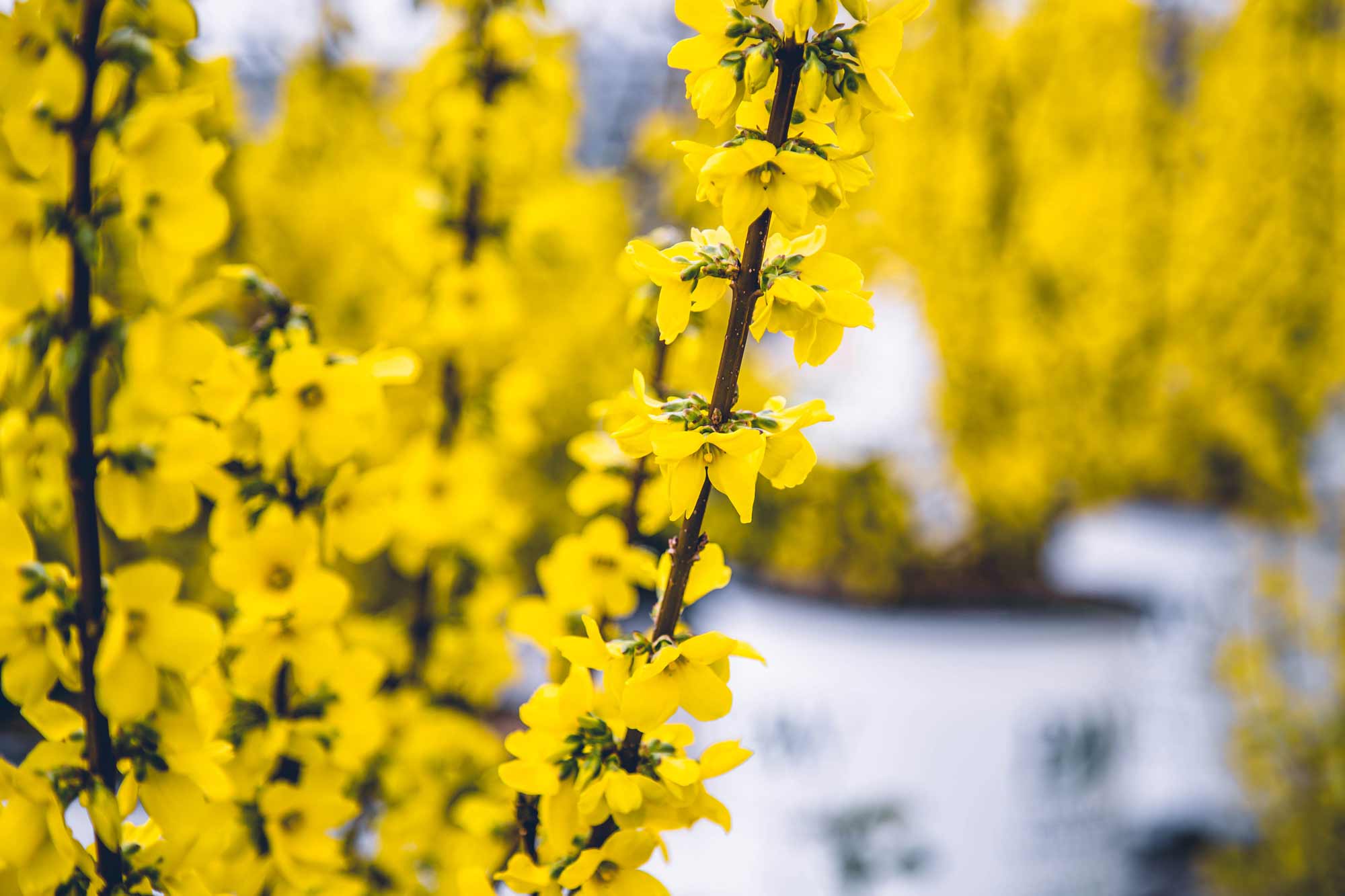 Forsythias