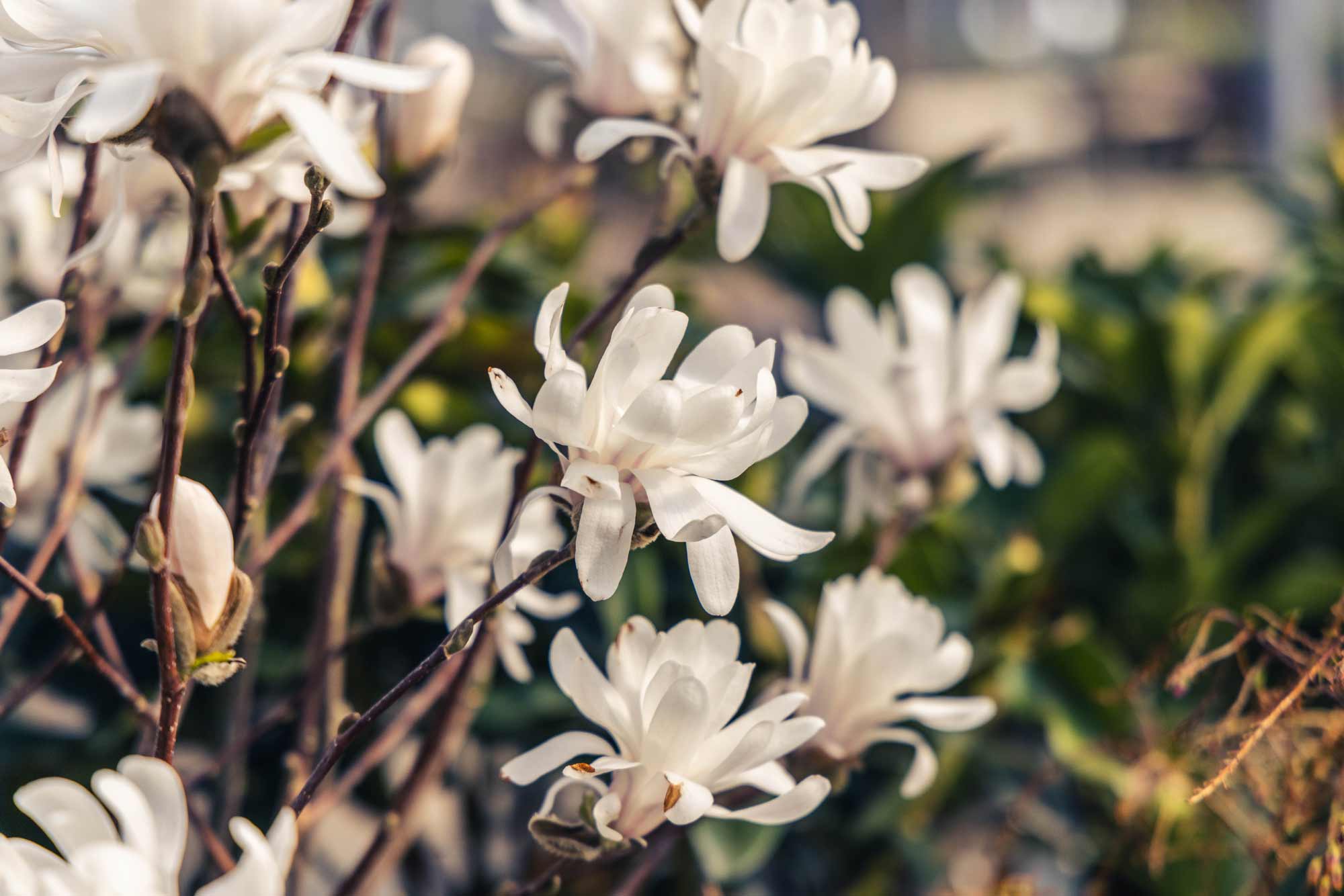 Magnolias