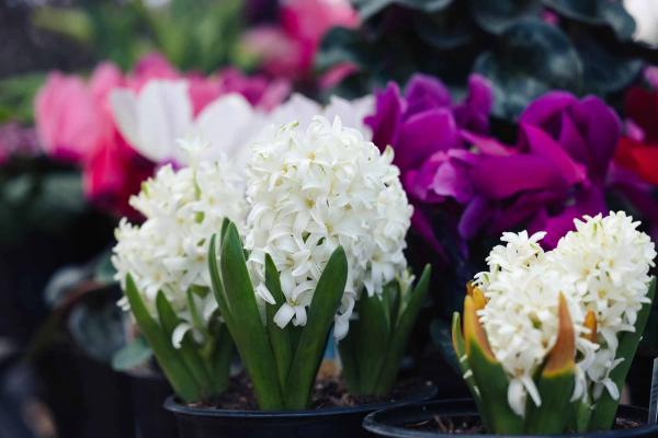 Hyacinth 'White' 10"