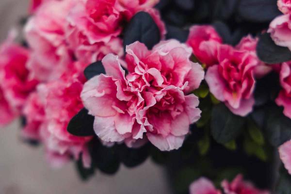 Florist Azalea Tree 'Pink' 6"